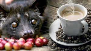 kopi luwak